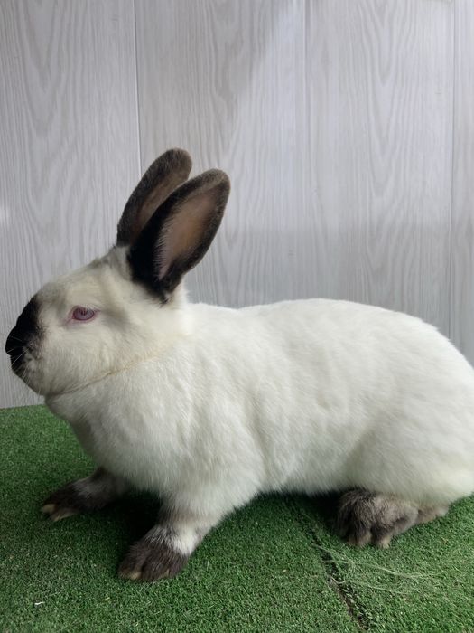 Каліфорнія різного віку