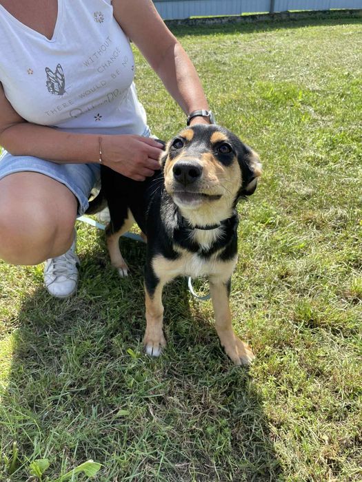 Gloria I  Prada szczeniaczki do adopcji