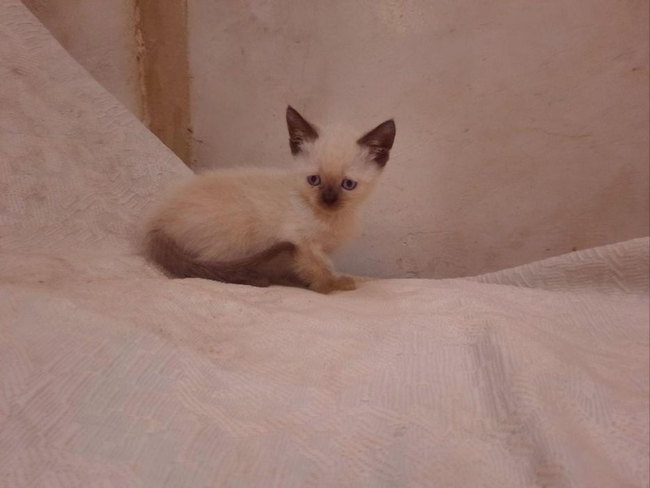 Кошенята в люблячу сім'ю