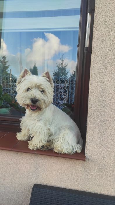 West highland white terrier, reproduktor