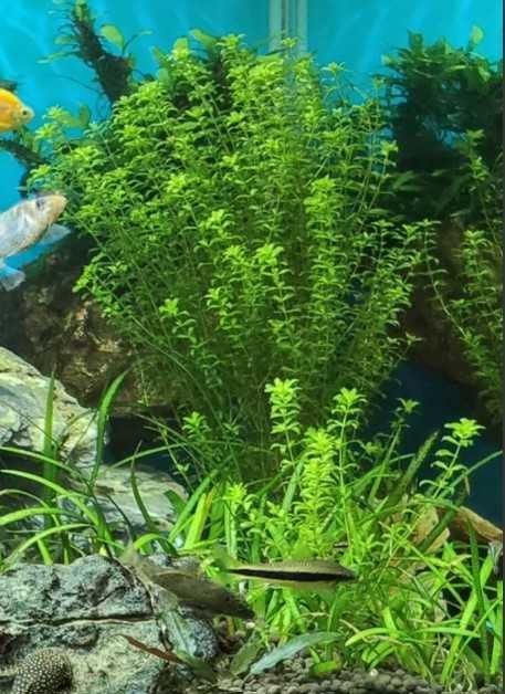 Pearlweed / Micranthemum micranthemoides / Hemianthus micranthemoides