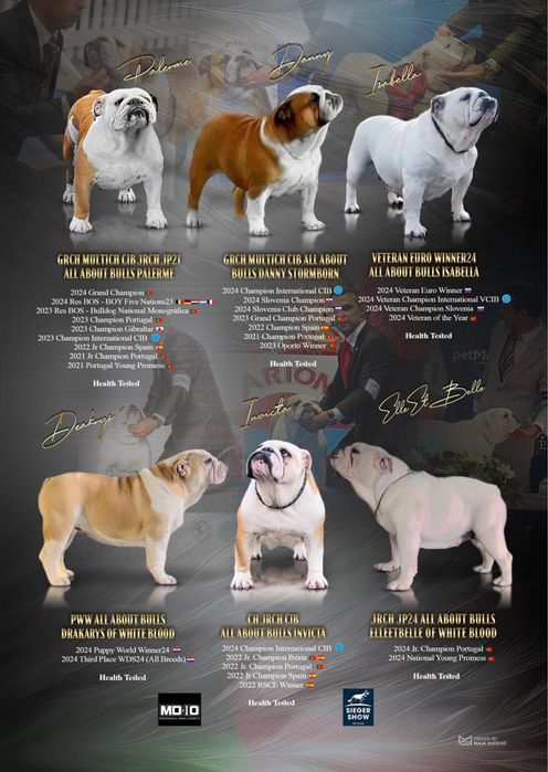 Cachorro Bulldog Inglês disponível