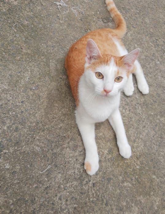 Pet sitting & dog walking em Braga