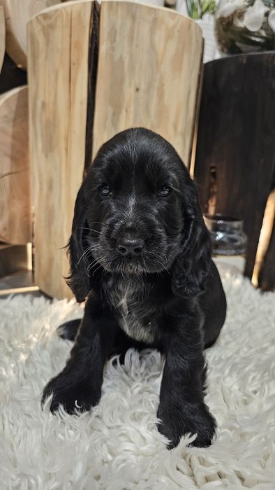 Cocker Spaniel Angielski