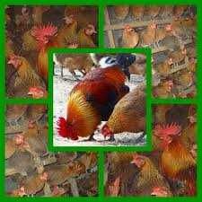 Kury Nioski a Jajkami kurki towarowe i ogólnoużytkowe