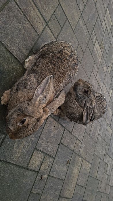 Samiczka rasy Olbrzym Belgiski