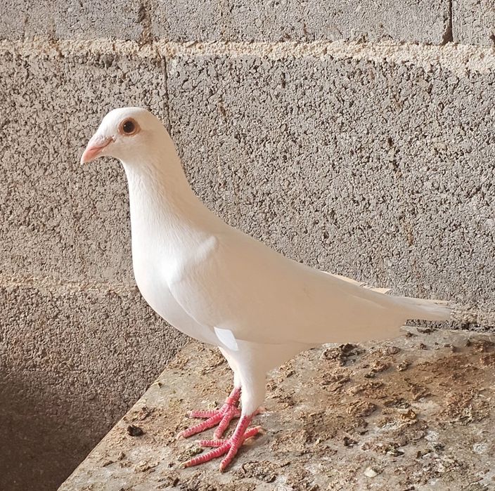 Pombas correias brancas