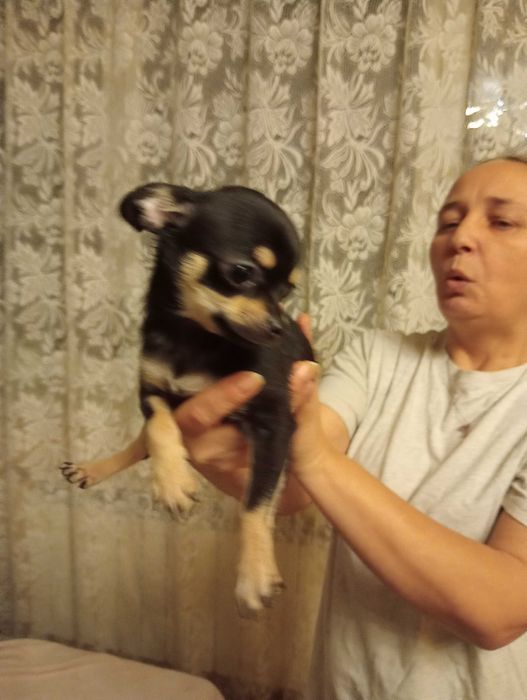 Chihuahua sunia black tan