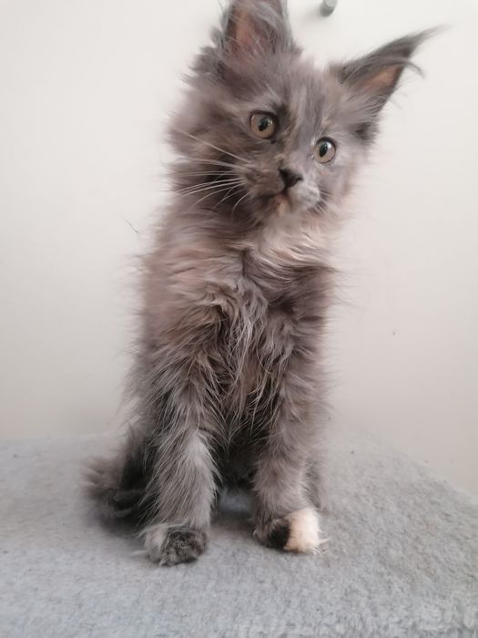 Мейн-кун     киця