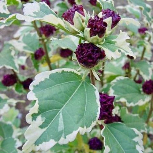 Набор Гибискусы по 6 шт