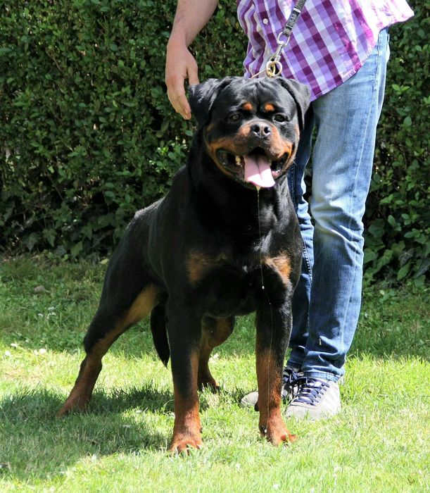 ротвейлер  в'язка