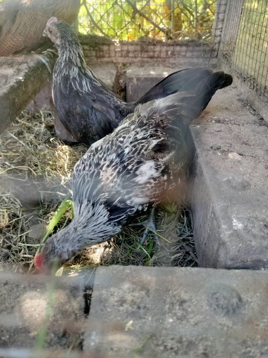 Kurki ozdobne miniaturki