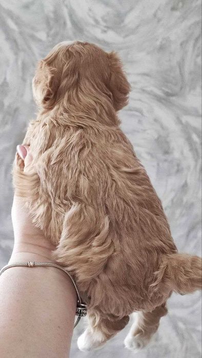 Продам мальтіпу F1 babyface