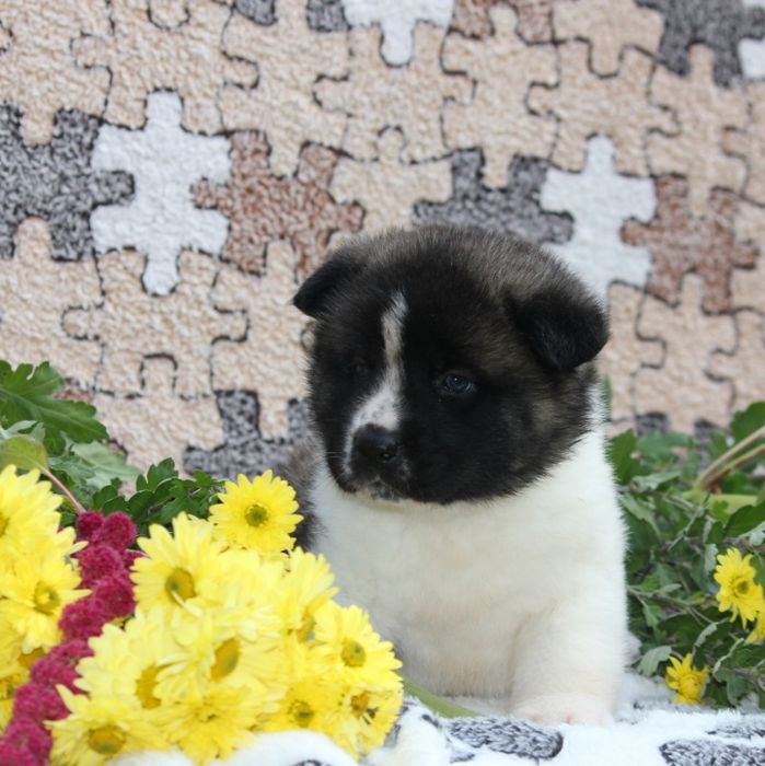 Американська акіта