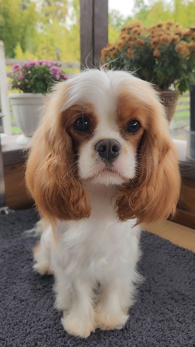 Кобель Кавалер Кінг Чарльз Спаніель для в'язки