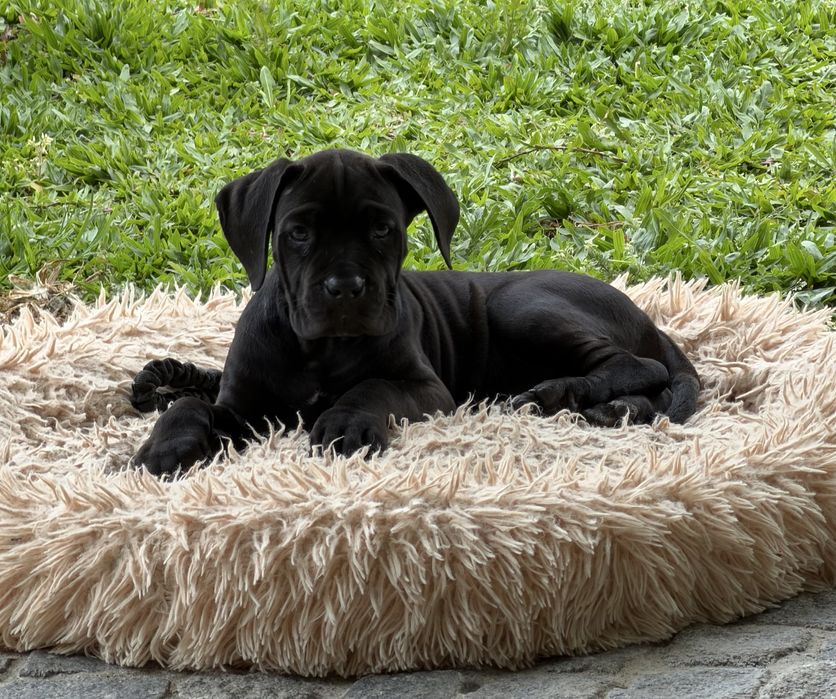 Cane corso italiano