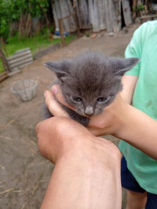 Віддам кошенят у добрі руки