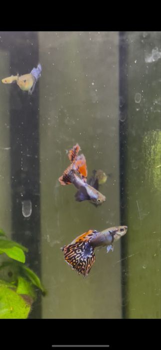 Guppy Dumbo Red Mocais (Linhagem)