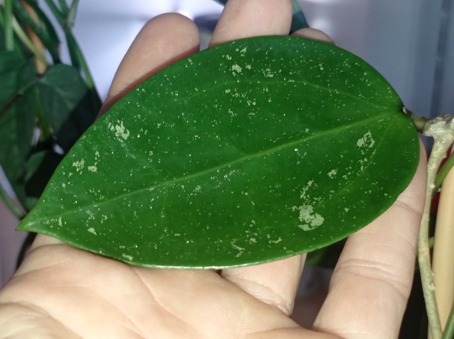 Hoya Hoja EPC 997 cięta