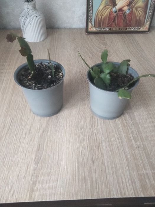 Продам хорошо укоренненые скегменты Рождественка!