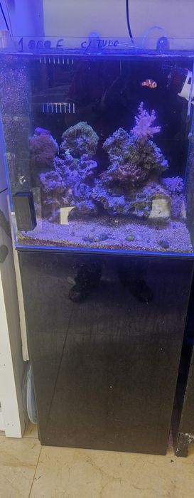 Aquario de agua salgada completo