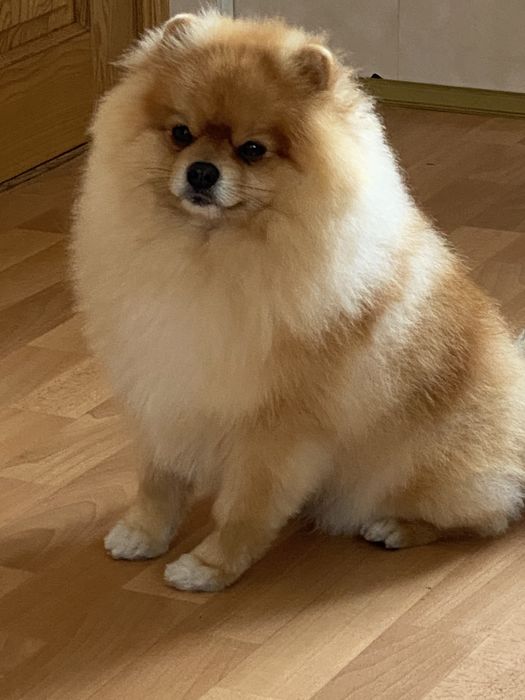 Ищем девочку для вязки(шпиц)