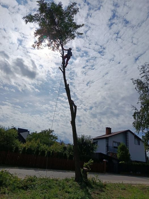 Wycinka drzew/pielęgnacja