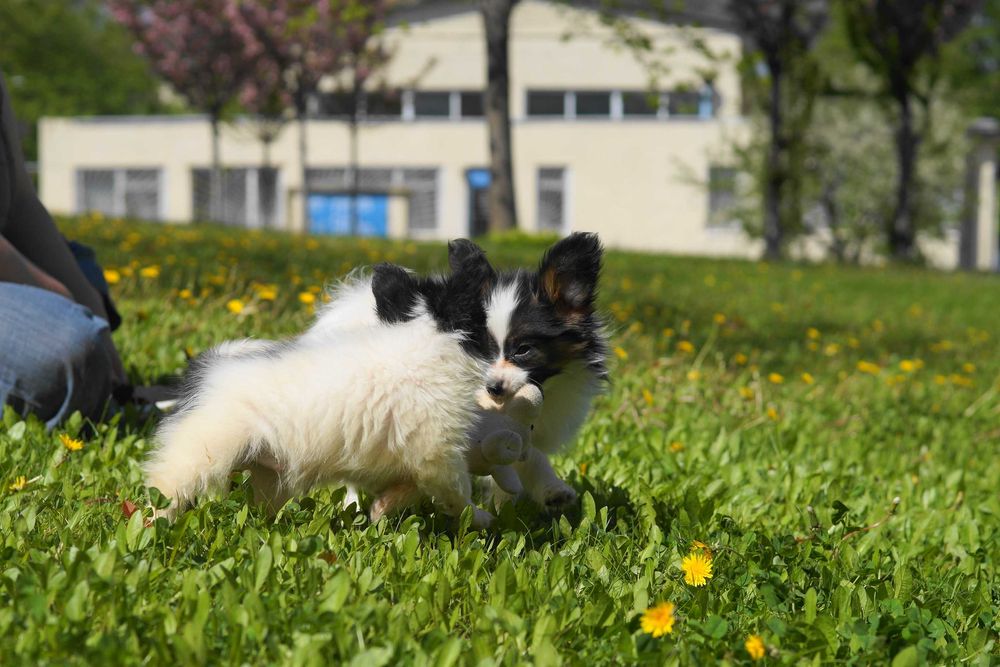 Папийон папильон бабочки
