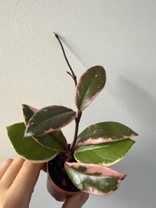 Hoya Flamingo pink