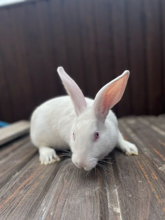 Продам кролики термонці