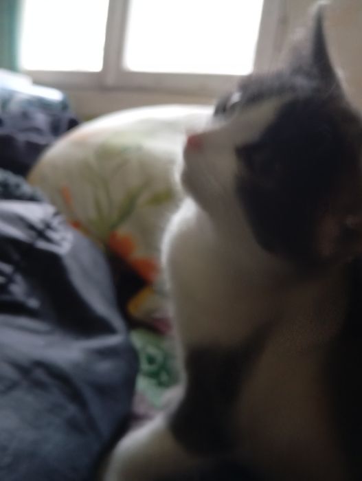 Кицька  Анжелка ( 4 місяці)