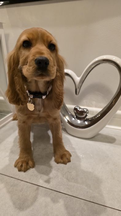 Cocker Spaniel dziewczynka