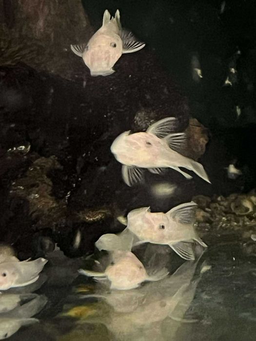 Ancistrus Snow White