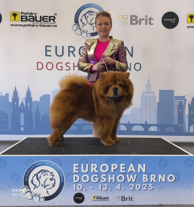 Chow-Chow FCI ZKwP