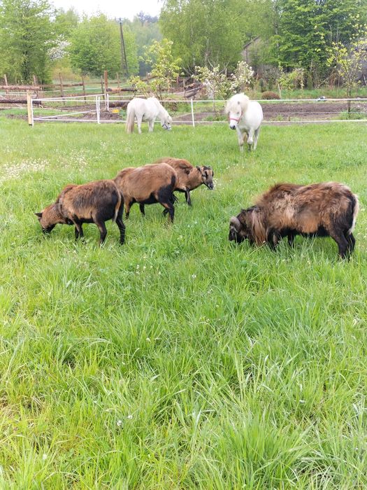 Kucyk, ogierek ok 10 lat. Łagodny.