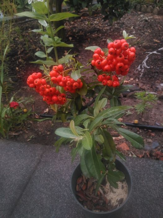 plantas de Pyracantha