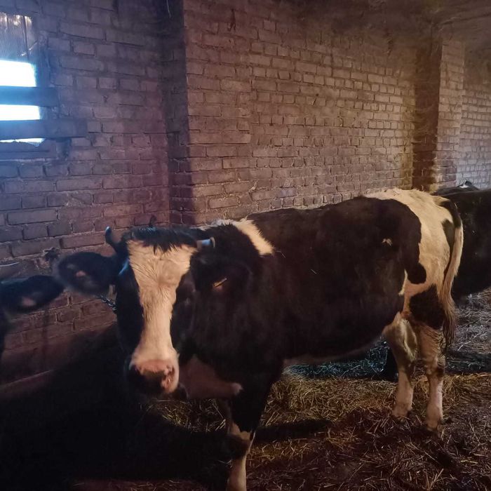 Sprzedam 2 jałówki