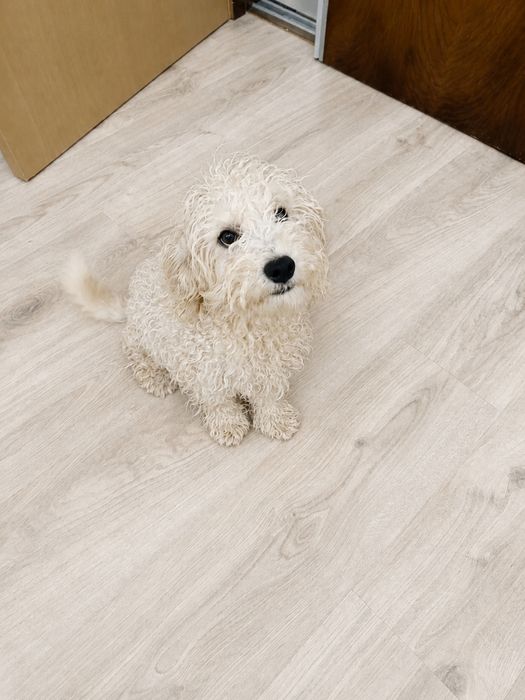 Caniche beje machinho