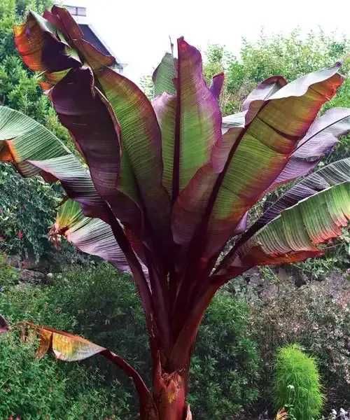 Banan abisyński ensete ventricosum Maurelii, duże okazy!