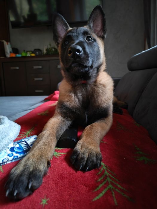 Owczarek belgijski Malinois
