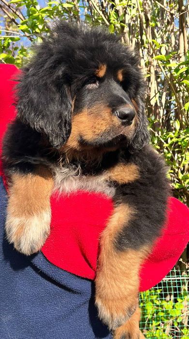 Цуценята тибетського мастифа КСУ