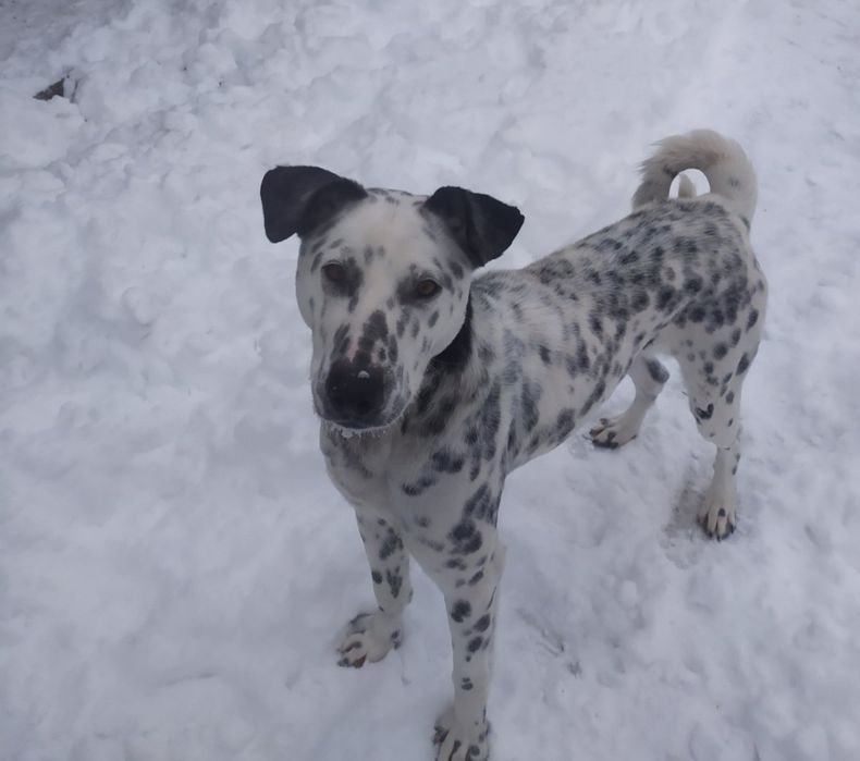 Відам собаку Далматинець