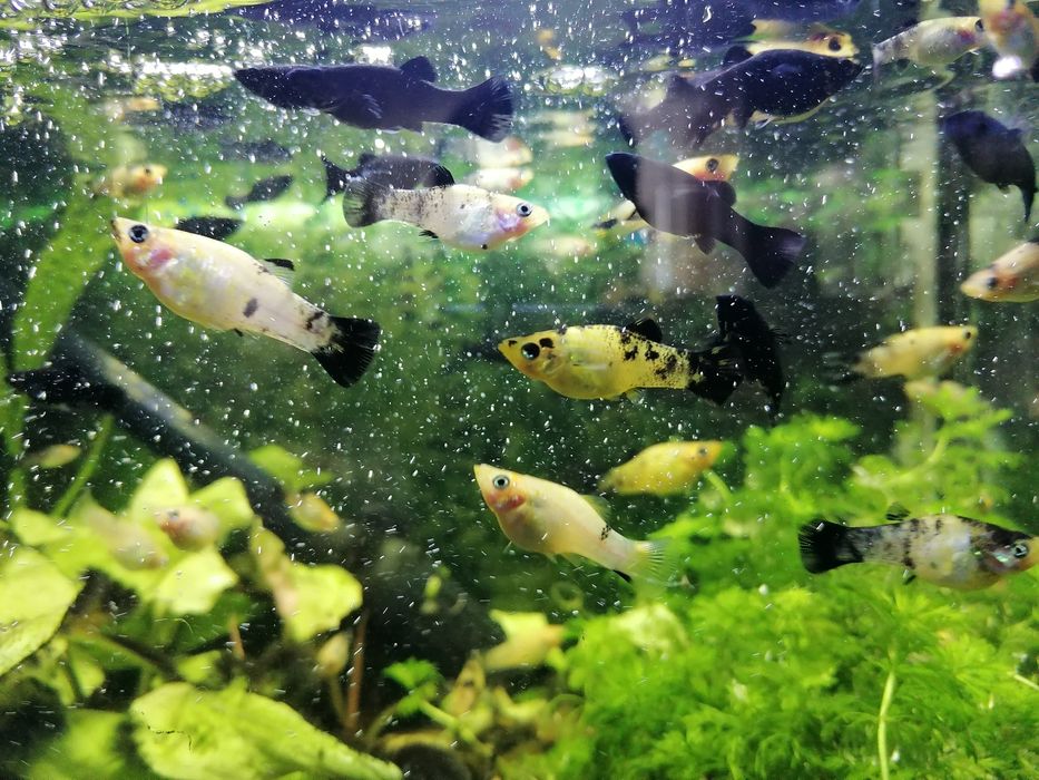 Molinezje młode dalmatynki