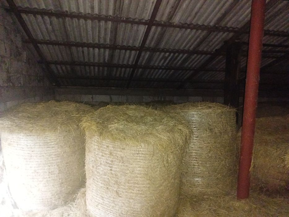 Siano pierwszy pokos baloty 120x130