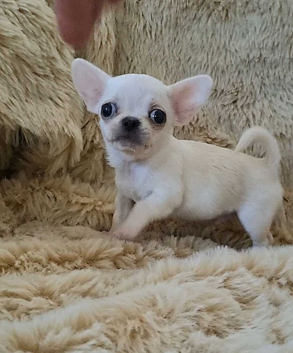 Яскравий міні малюк