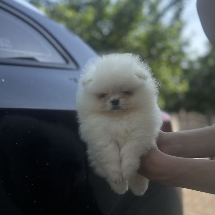 Ведмедик шоу класу хлопчик