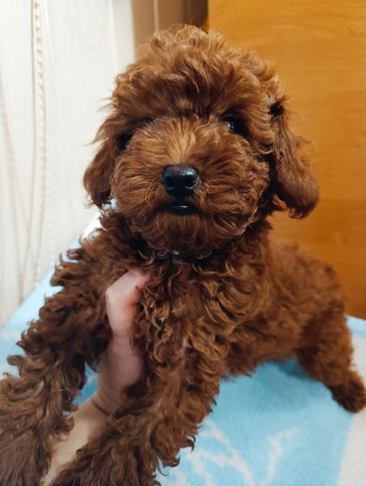 Той Пудель дівчинка Ред Браун