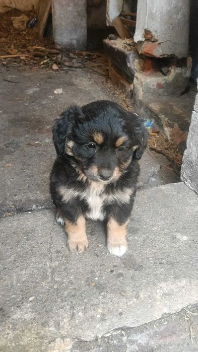 Oddam w dobre ręce pieski