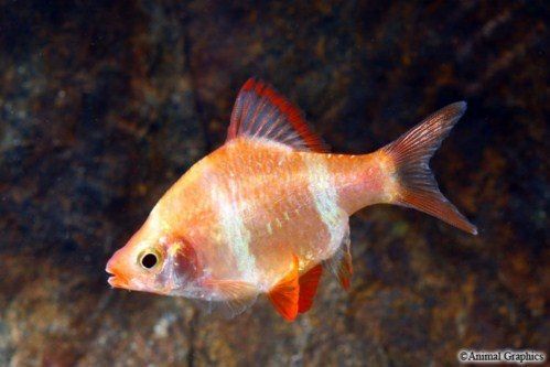 GB Brzanka Sumatrzańska Albinos