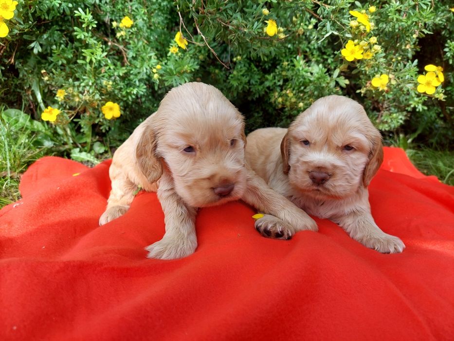 Cocker Spaniel Angielski szczenięta